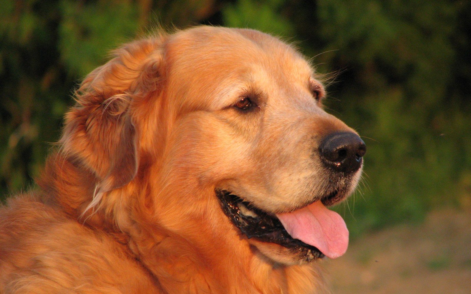 Your dog